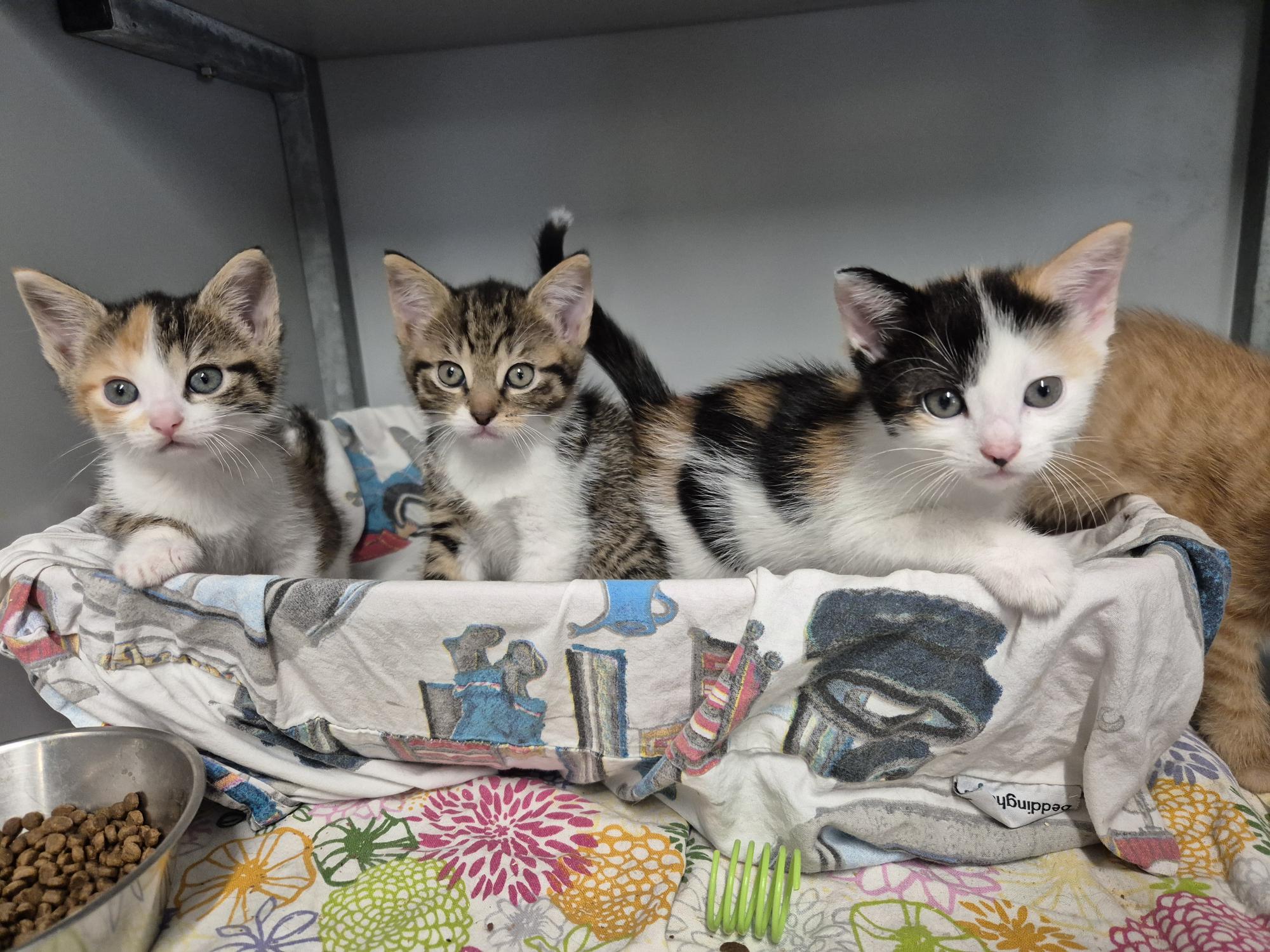 Kittens in het Haags Dierencentrum