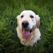 golden retriever hond