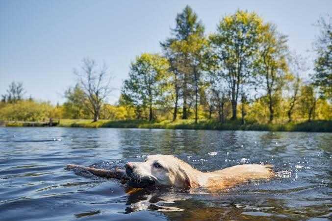 Hond zwemt in natuurwater