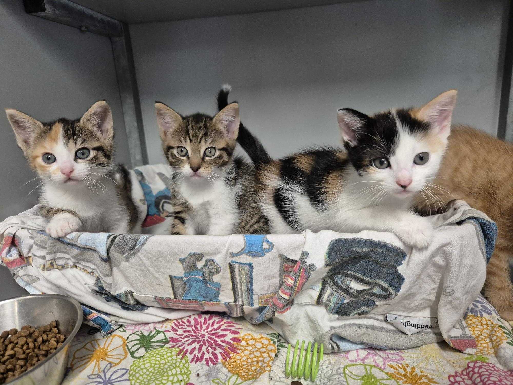 Kittens in het Haags Dierencentrum